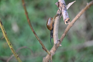 Tanychlamys indica or horntail snail. It is a species of air breathing land snail, a terrestrial pulmonate gastropod mollusk, in the family Ariophantidae. Land snail.