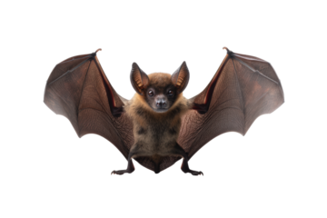 Halloween bat isolated on transparent background