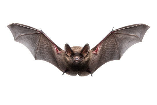 Spooky bat flying isolated on transparent background