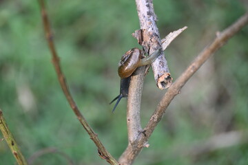 Tanychlamys indica or horntail snail. It is a species of air breathing land snail, a terrestrial pulmonate gastropod mollusk, in the family Ariophantidae. Land snail.