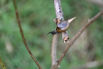 Tanychlamys indica or horntail snail. It is a species of air breathing land snail, a terrestrial pulmonate gastropod mollusk, in the family Ariophantidae. Land snail.
