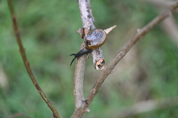 Tanychlamys indica or horntail snail. It is a species of air breathing land snail, a terrestrial pulmonate gastropod mollusk, in the family Ariophantidae. Land snail.