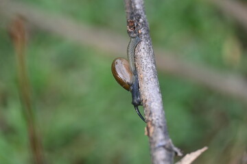 Tanychlamys indica or horntail snail. It is a species of air breathing land snail, a terrestrial pulmonate gastropod mollusk, in the family Ariophantidae. Land snail.