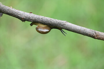 Tanychlamys indica or horntail snail. It is a species of air breathing land snail, a terrestrial pulmonate gastropod mollusk, in the family Ariophantidae. Land snail.