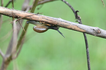 Tanychlamys indica or horntail snail. It is a species of air breathing land snail, a terrestrial pulmonate gastropod mollusk, in the family Ariophantidae. Land snail.