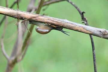 Tanychlamys indica or horntail snail. It is a species of air breathing land snail, a terrestrial pulmonate gastropod mollusk, in the family Ariophantidae. Land snail.