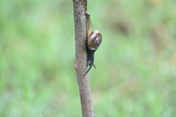 Tanychlamys indica or horntail snail. It is a species of air breathing land snail, a terrestrial pulmonate gastropod mollusk, in the family Ariophantidae. Land snail.