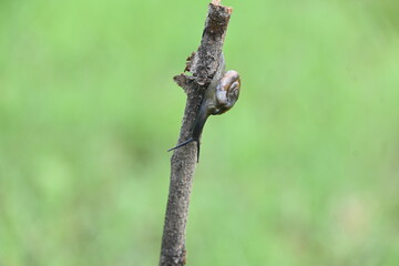 Tanychlamys indica or horntail snail. It is a species of air breathing land snail, a terrestrial pulmonate gastropod mollusk, in the family Ariophantidae. Land snail.