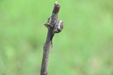 Tanychlamys indica or horntail snail. It is a species of air breathing land snail, a terrestrial pulmonate gastropod mollusk, in the family Ariophantidae. Land snail.