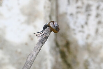 Tanychlamys indica or horntail snail. It is a species of air breathing land snail, a terrestrial pulmonate gastropod mollusk, in the family Ariophantidae. Land snail.