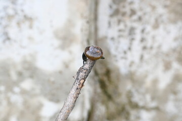 Tanychlamys indica or horntail snail. It is a species of air breathing land snail, a terrestrial pulmonate gastropod mollusk, in the family Ariophantidae. Land snail.