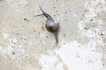 Tanychlamys indica or horntail snail. It is a species of air breathing land snail, a terrestrial pulmonate gastropod mollusk, in the family Ariophantidae. Land snail.