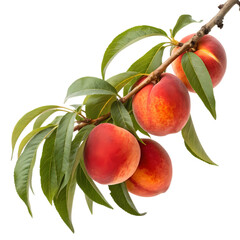 Ripe peaches with green leaves on a branch, isolated on transparent background