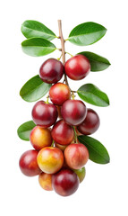 Close up of ripe Jamaican cherry fruits hanging on a branch