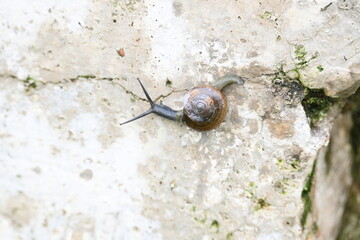Tanychlamys indica or horntail snail. It is a species of air breathing land snail, a terrestrial pulmonate gastropod mollusk, in the family Ariophantidae. Land snail.