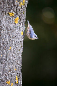 Eurasian nuthatch or wood nuthatch (Sitta europaea) is a small passerine bird