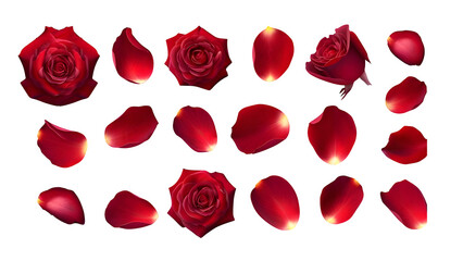 realistic red rose petals against a white background. It's a natural floral illustration!