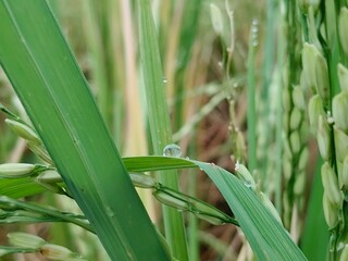 Fototapeta premium Close-up of fresh rice leaves with water droplets in a paddy field.