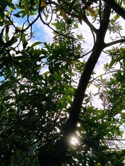 Fresh natural background of palm fronds and tropical plants.