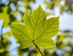 Detailed close up of a vibrant green maple leaf illuminated by sunlight bokeh background