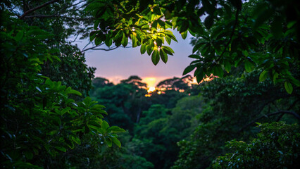 Forest canopy at sunset framing the sun setting over a lush and verdant tropical landscape.