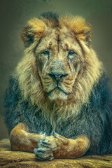 Powerful Asiatic male lion with big mane sitting majestically and looking at camera