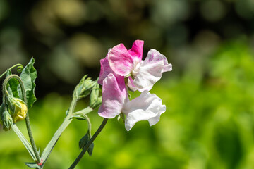 Obraz premium Lathyrus odoratus 'Painted Lady' a summer flowering plant with a pink and white summertime flower commonly known as sweet pea, gardening stock photo image