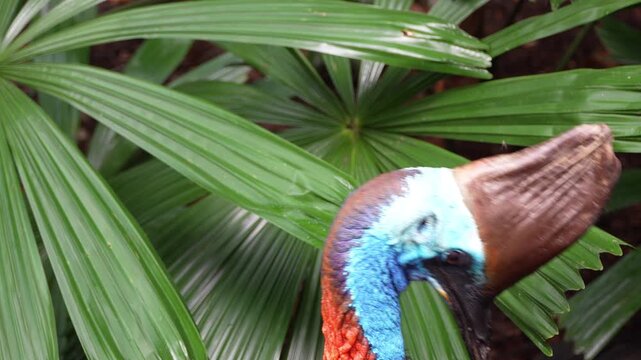 Close Up High Angle of Curious Cassowary Bird Looking Around. bird behaving curiously, tilting its head and looking around with inquisitive movements. The prehistoric-looking bird&rsquo;s casque is vivid