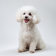 White poodle sitting and smiling on white background