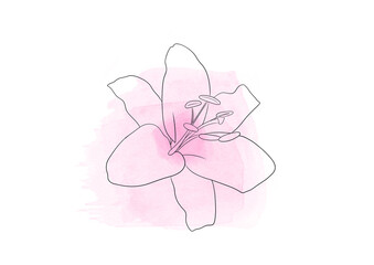 pink lily flower line art illustration on abstract paint background, minimalist floral design, botanical drawing, modern wall art, aesthetic ink sketch, blooming petals, contemporary art print 