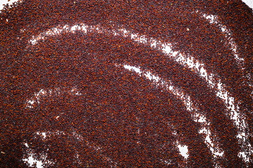 Mustard seeds (Brassica napus), also known as rapeseed, oilseed rape, or canola, are dried in the sun for oil extraction. Black mustard seeds have a well deserved reputation for their pungent spicy.