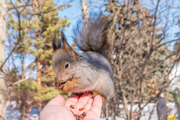 Squirrel eats nuts from a man's hand. Caring for animals in winter or autumn.