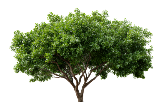 Lush green tree with extensive foliage in nature