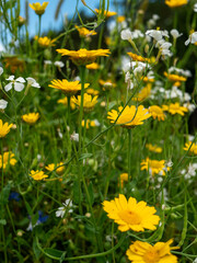 a vibrant wildflower meadow symbolizing biodiversity and sustainability. Idyllic scene for nature, environmental and wellness concepts