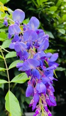 violet flowers in the garden