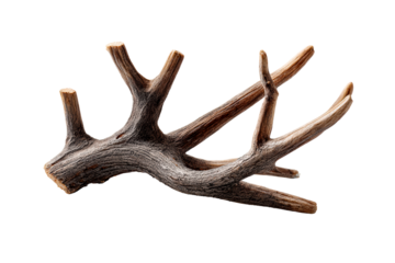 Intricately branched unique deer antler