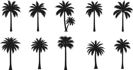 Black palm tree silhouettes set, tropical nature elements, exotic tropical trees collection, isolated vector illustration on white background © Miraj World