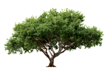 Large green tree with sprawling branches