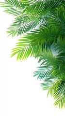Tropical palm fronds frame a white background