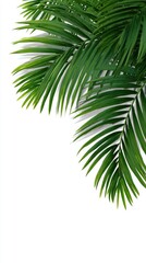Naklejka premium Lush palm fronds against white background