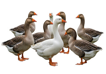 Group of wild geese and domestic ducks together on black background