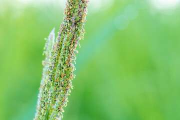 夏の山　スズメノテッポウの花のアップ01