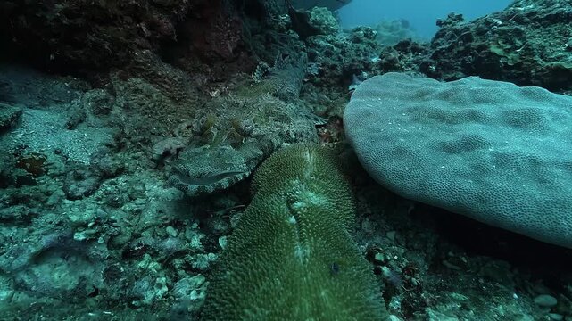 Front view of a crocodilefish - Papilloculiceps longiceps - perfectly camouflaged on rocky seabed, showing flat head, mimetic body patterns, and ambush posture. 