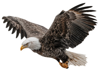 Majestic Bald Eagle in Flight Isolated on White Background Vector Illustration for Wildlife and Nature Designs