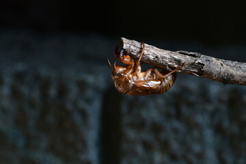 逆さまに残されたセミの抜け殻