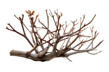 Budding leaves on dry branch, isolated