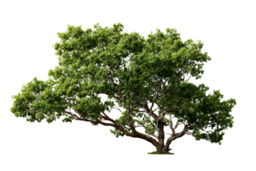 Lush green tree with wide branches in daylight