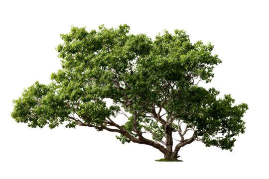 Lush green tree with wide branches in daylight