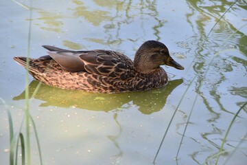 A female mallard is swimming in water in nature in summer day.