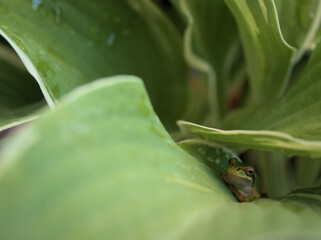 真夏に擬宝珠（ギボウシ）の葉の影で休むアマガエル